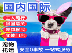 南宁航空快运国际宠物托运 【国